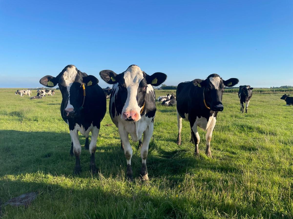 Johanneshoeve - De Mooiste Plek Op Texel Den Hoorn  Luaran gambar